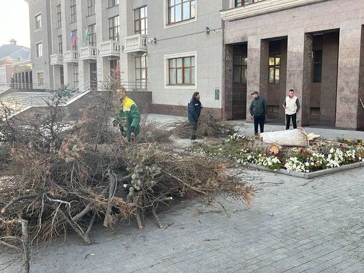 На Советской площади в Уфе спилили две опасные ели