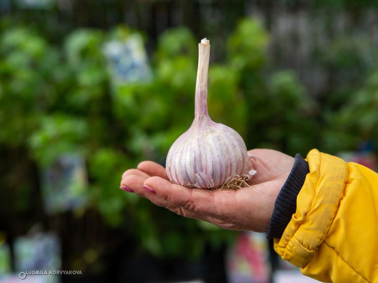 Минздрав Карелии рассказал о пользе чеснока 