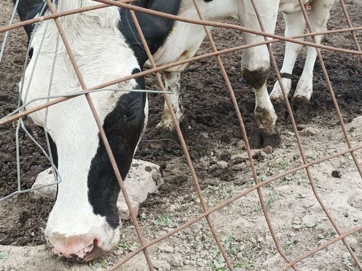 Зеленоградский фермер планирует открыть магазин мясных деликатесов в ретровагоне