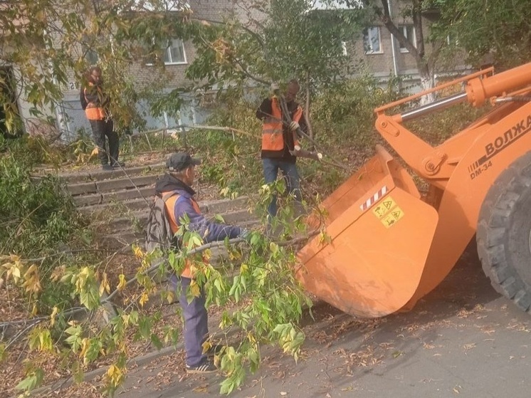 Во Владимире вырубают клены