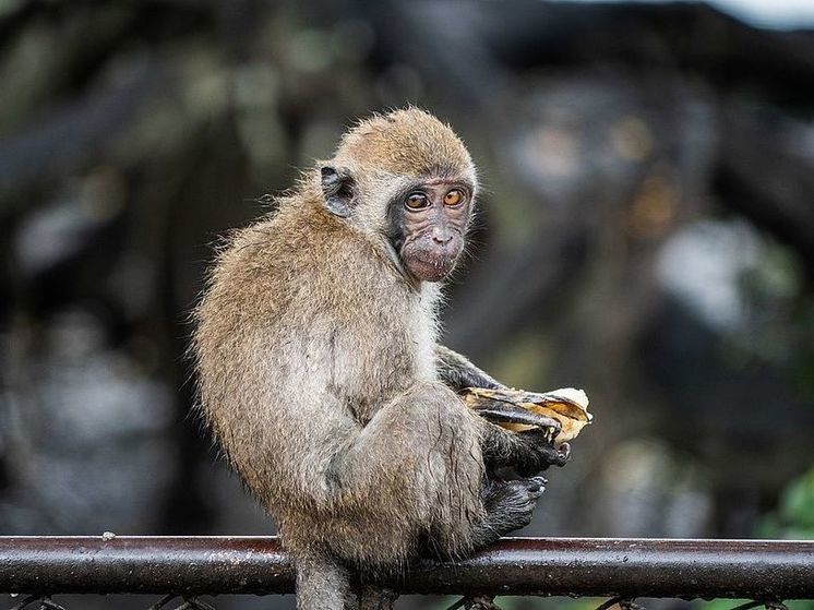 Врачи призвали население Ганы отказаться от поцелуев из-за оспы обезьян