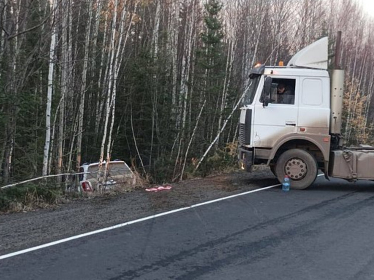 В Иркутской области лежащий на дороге медведь спровоцировал массовое ДТП