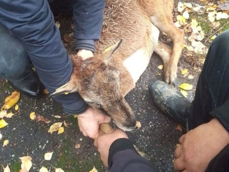 В Подольске поймали косулю, бегавшую по проезжей части