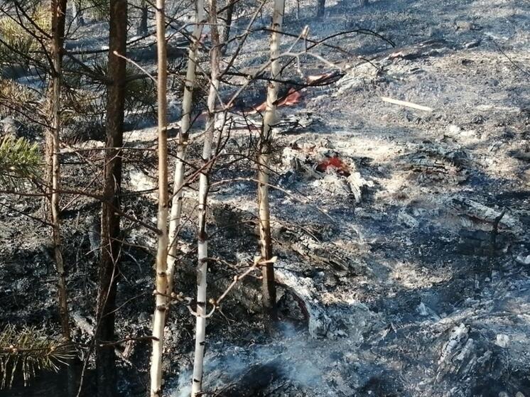 Еще 50 десантников из Красноярска направят на лесные пожары в Забайкалье