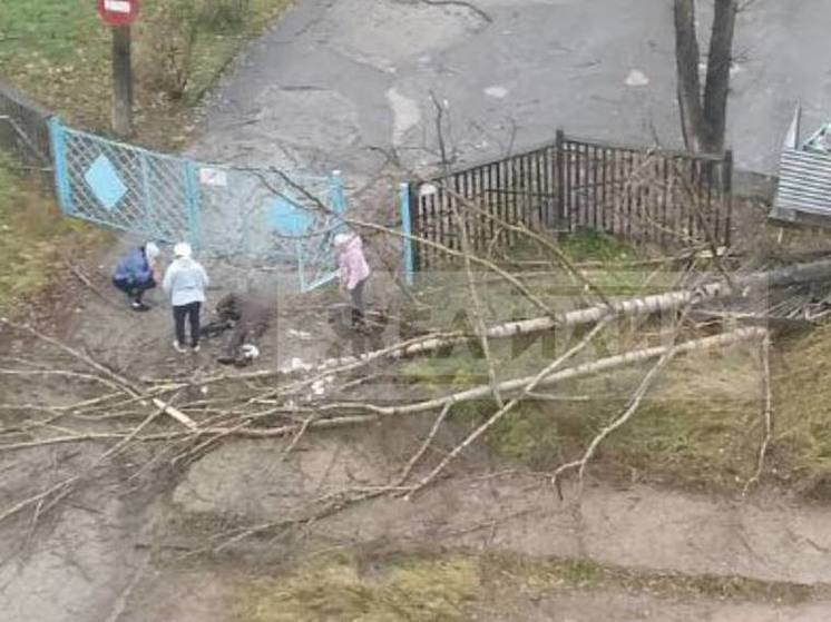 Дерево упало на человека возле детского сада в Железногорске