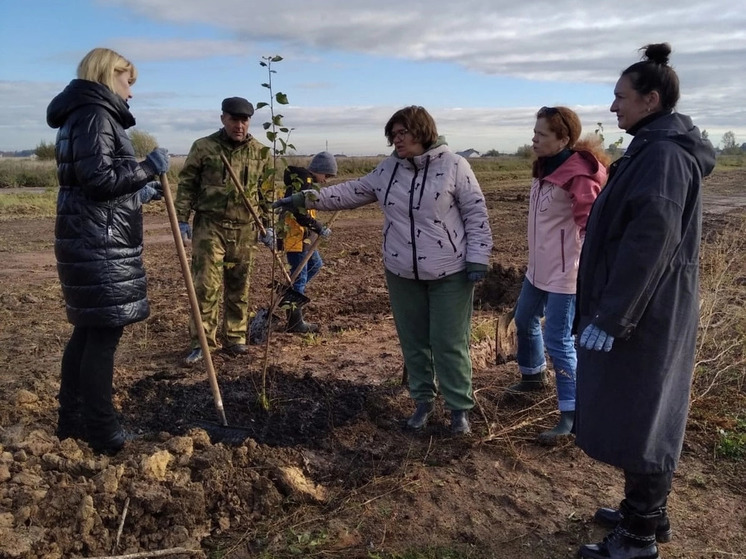 На улице Якова Павлова в Великом Новгороде высадили десять берез