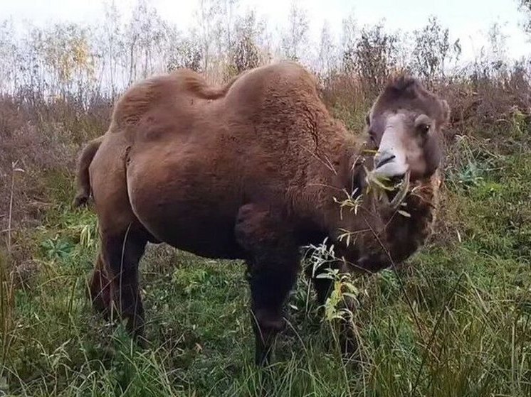 Тюменские верблюды пасутся в лесах по берегам Туры