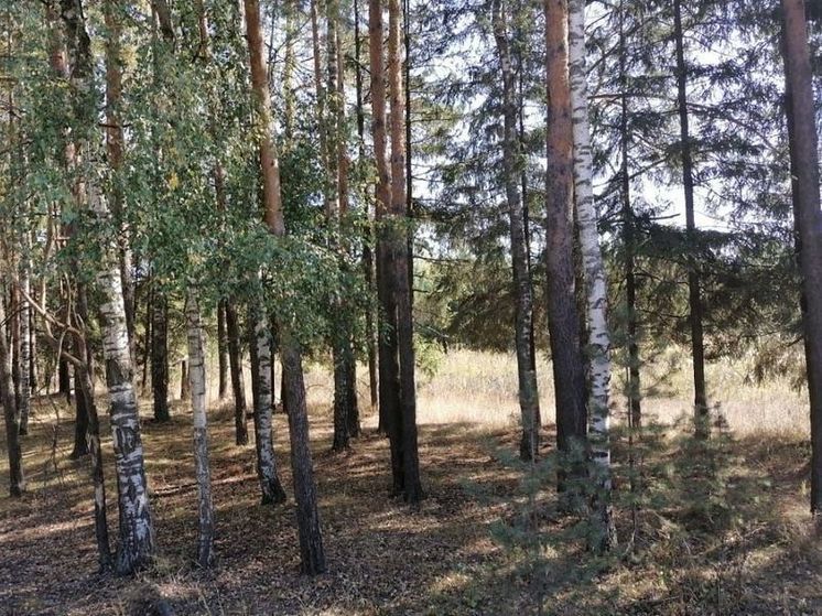 Класс пожарной опасности вновь начнет повышаться с 11 октября