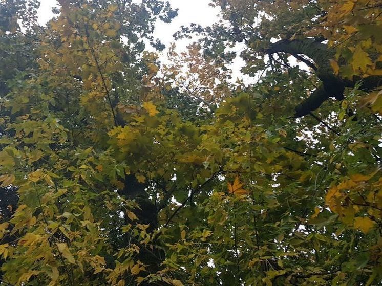 Более половины от месячной нормы осадков выпало в Подмосковье