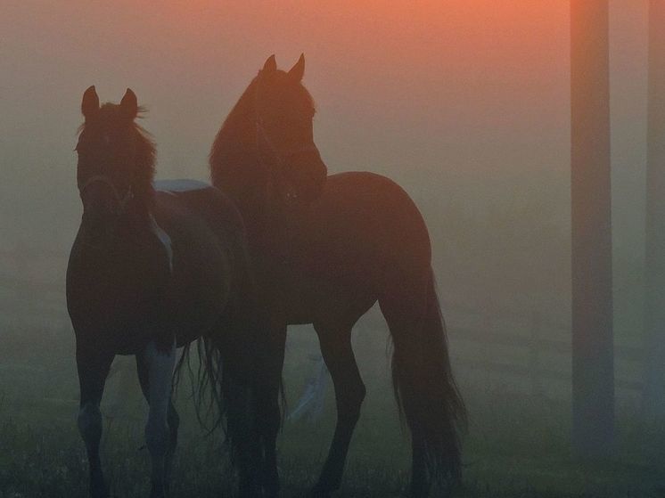 В Истре на ферме выявили очаг инфекционной анемии у лошадей