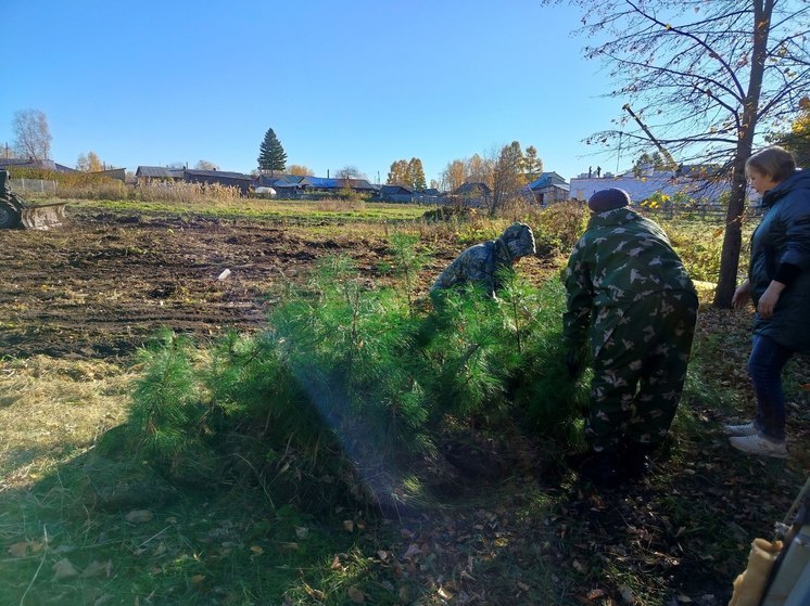 В селе Первомайское Томской области посадили 60 саженцев кедра