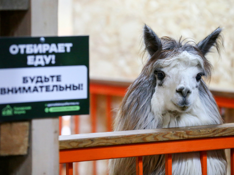 По прибытии их разместят во временных вольерах