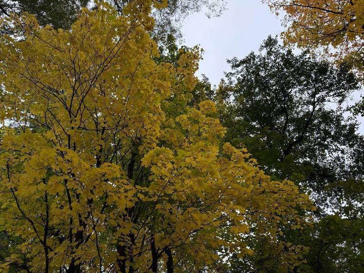 Новгородцам рассказали, как спастись от осенней хандры