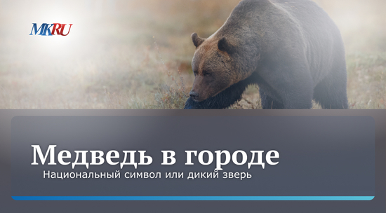 Увеличатся ли нападения бурых медведей на человека: на виде ответил эксперт