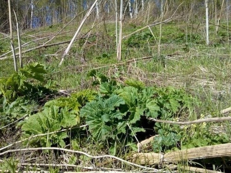 В Курской области часть поля под Железногорском заросла березами и сорняками