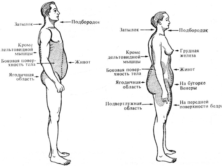 Эндокринолог рассказала, от чего зависит распределение жира по телу