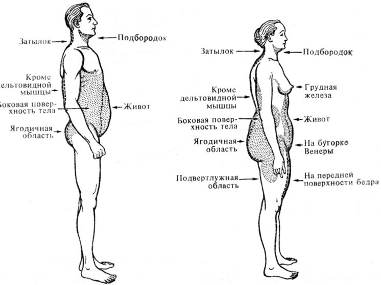 Эндокринолог рассказала, от чего зависит распределение жира по телу