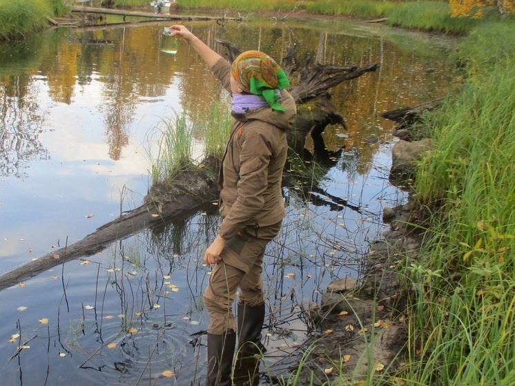 В национальном парке Карелии нашли горбатую лисичку и водяного скорпиона