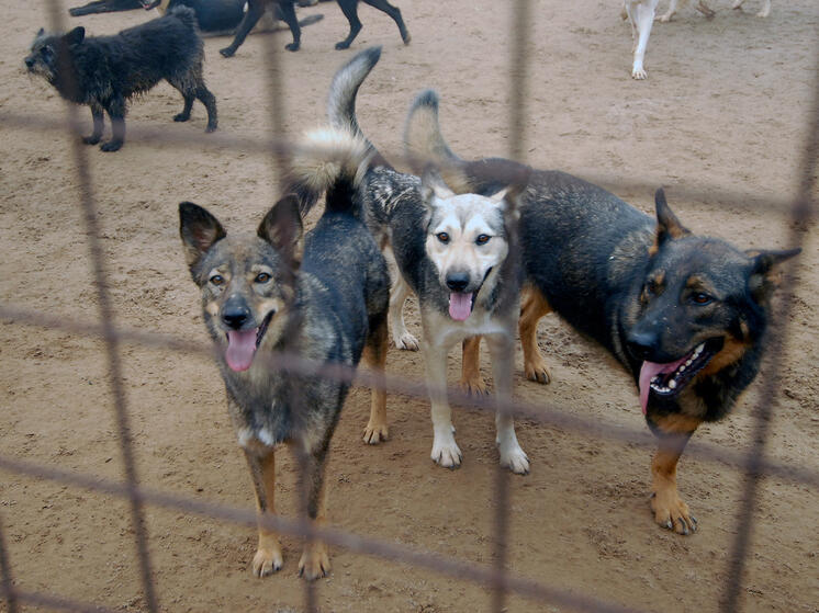 В этом могли бы помочь "Госуслуги"