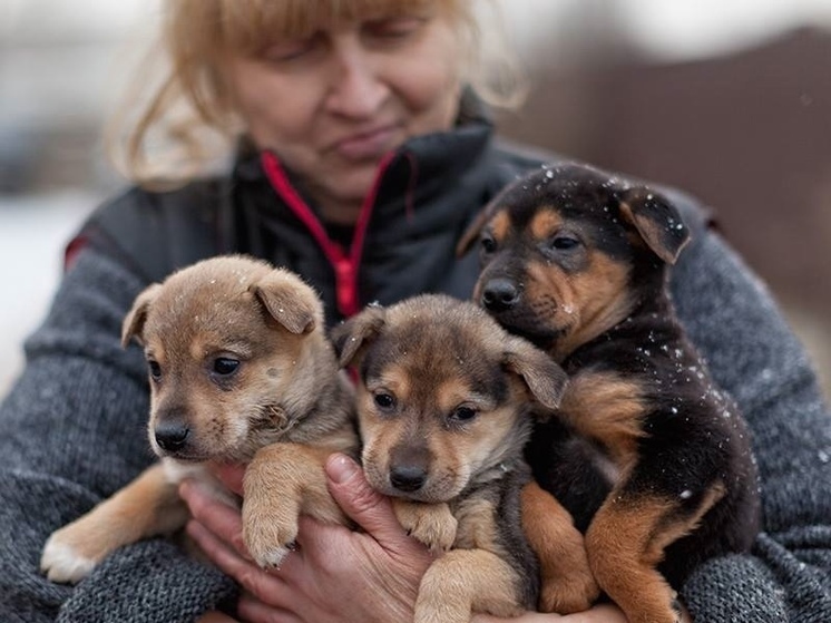 Приют Натальи Беликовой просит помощи