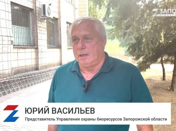 В Запорожской области прояснили ситуацию с замором рыбы в Акимовке