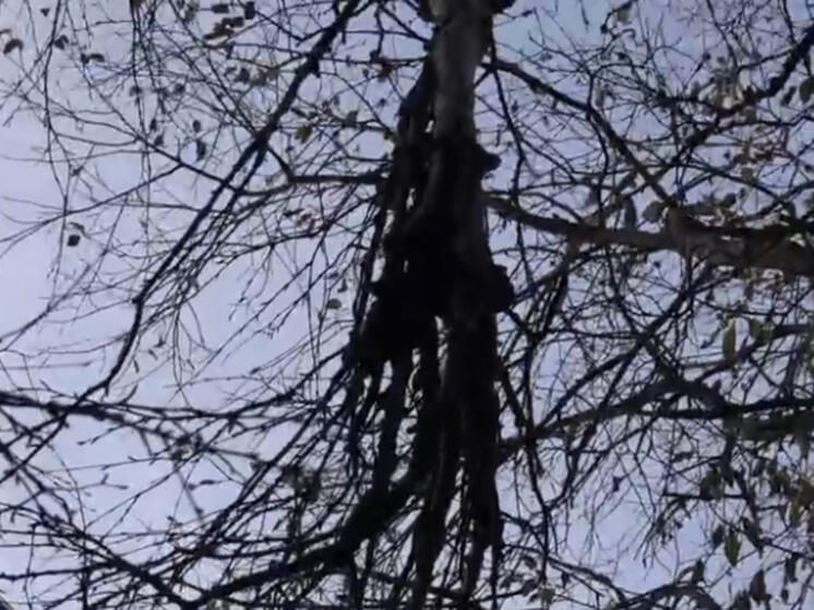 В Карелии на березе выросла рука ведьмы