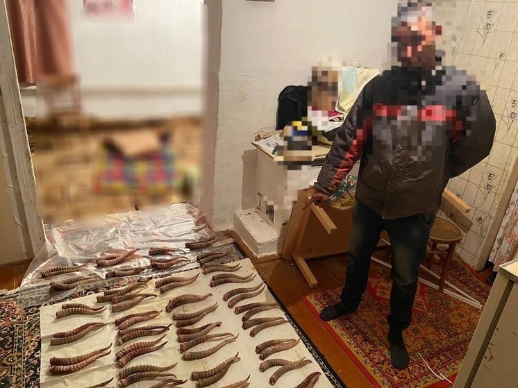У жителей Калмыкии обнаружили туши и рога сайгаков