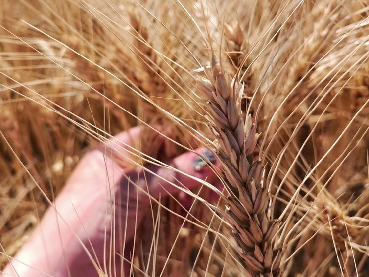 Главные помощники аграриев. Что такое Россельхозцентр и какую задачу он выполняет в ЛНР