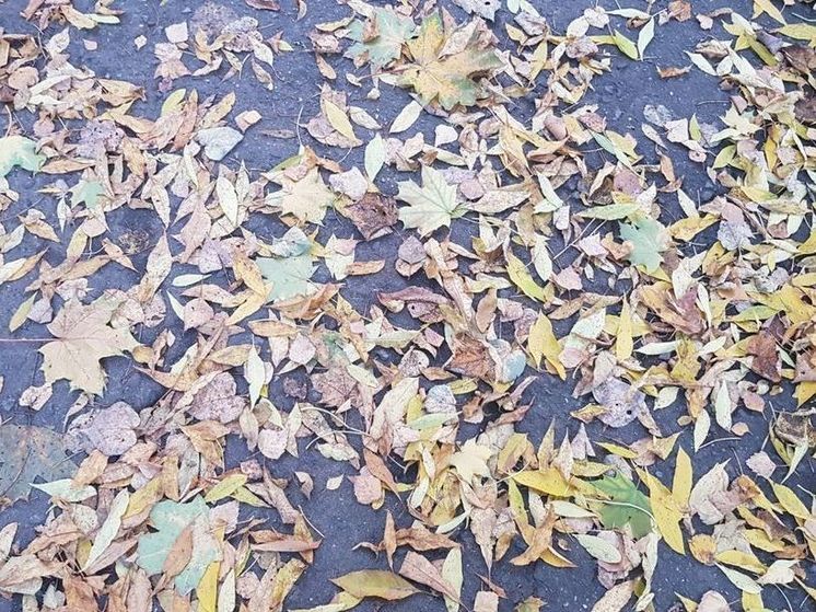 На Покров в Подмосковье выпадет первый снег