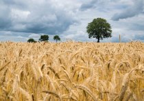 Алтайский край продолжает лидировать в Сибири по экспорту зерна и продуктов его переработки. На 12 сентября, в этом году, из региона экспортировали 970 тысяч тонн продукции. 