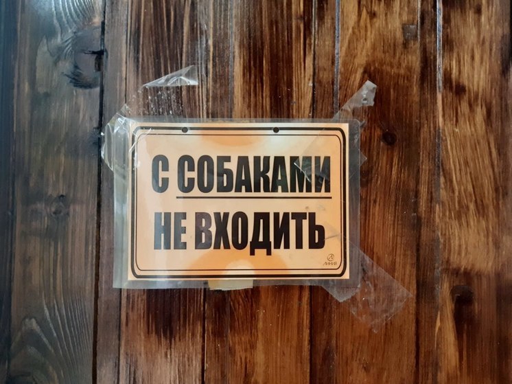 Волонтеры ищут дом выжившим после расстрела в Колосовке псам