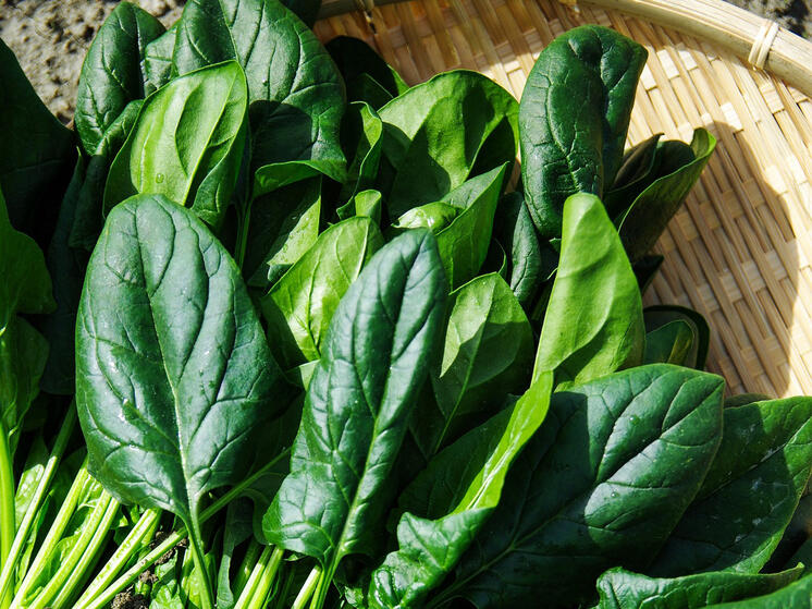 Названы помогающие снизить риск развития рака молочной железы продукты