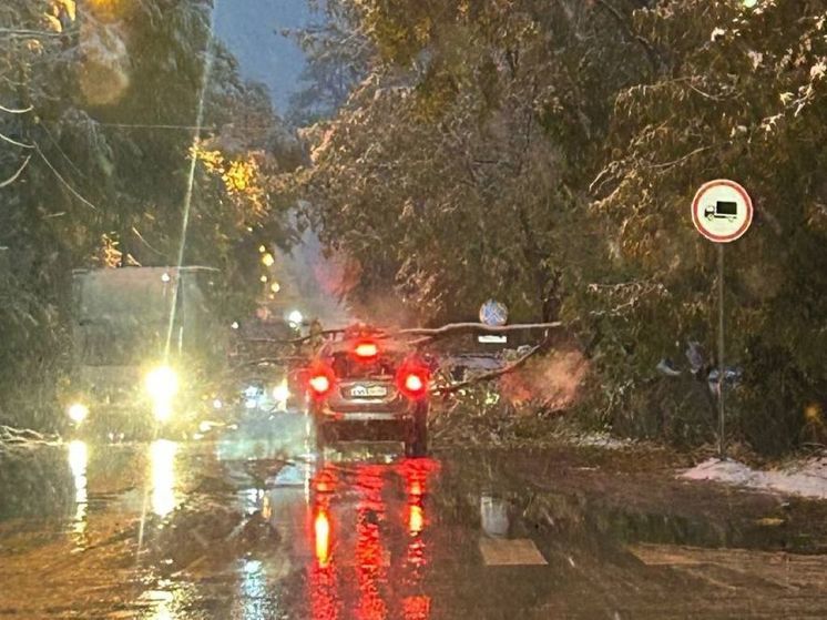 Массовый деревопад вызвала непогода в Подмосковье