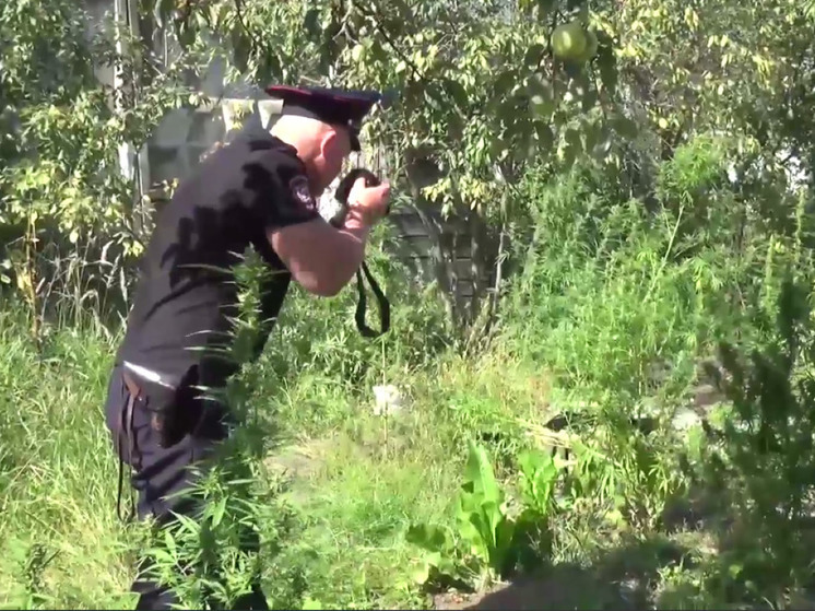 Плантацию конопли в частном доме обнаружили полицейские в Серпухове