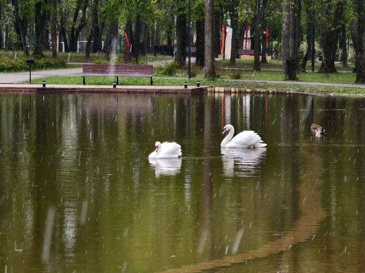 Серпуховские лебеди скоро отправятся на зимовку