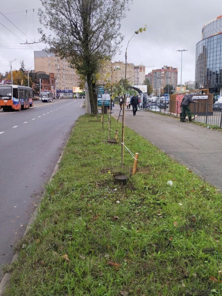 В рамках осенней озеленительной кампании новые деревья появились сегодня на улице 25 Сентября