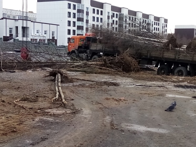 Вырванные ради парковки деревья обещают пересадить в другие места в Ноябрьске