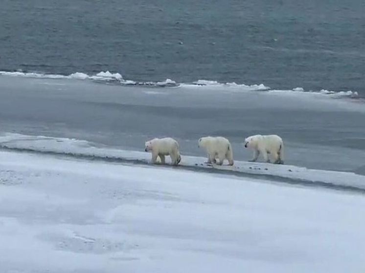 Семья белых медведей подошла к окраинам Певека