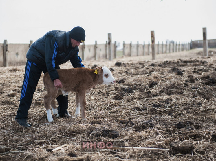 Охлажденную говядину в четвертинках заподозрили в быстром перемещении по Астраханской области