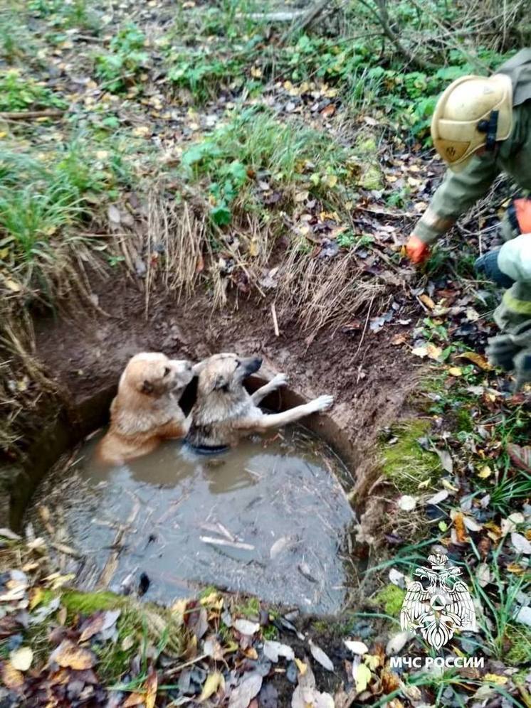 В Тверской области спасатели вызволили двух собак из водяного плена