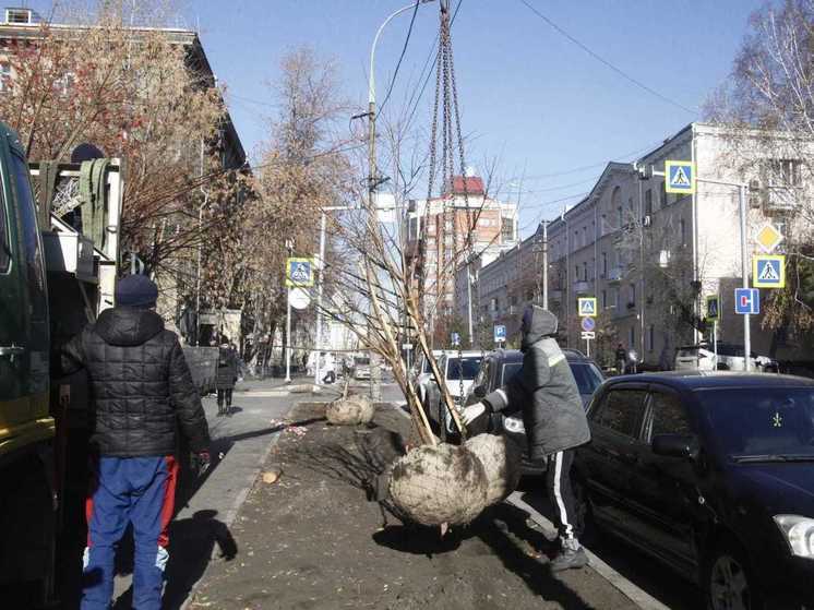 В Новосибирске на улице Урицкого начали высаживать саженцы черемухи Маака