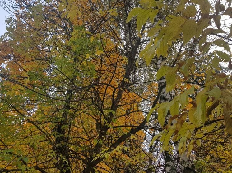 Ночью на 18 октября в Подмосковье температура может понизиться до -4°