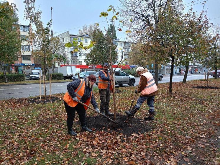 70 новых деревьев появилось на улицах Терешковой и Ленина в Липецке