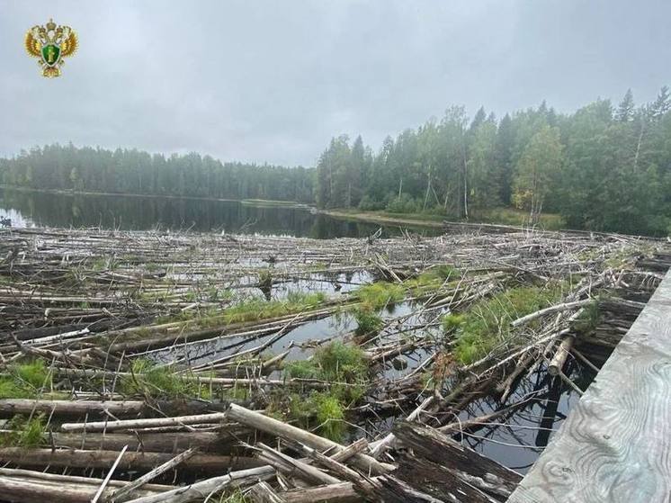 После вмешательства прокуратуры началась очистка русла реки в Карелии