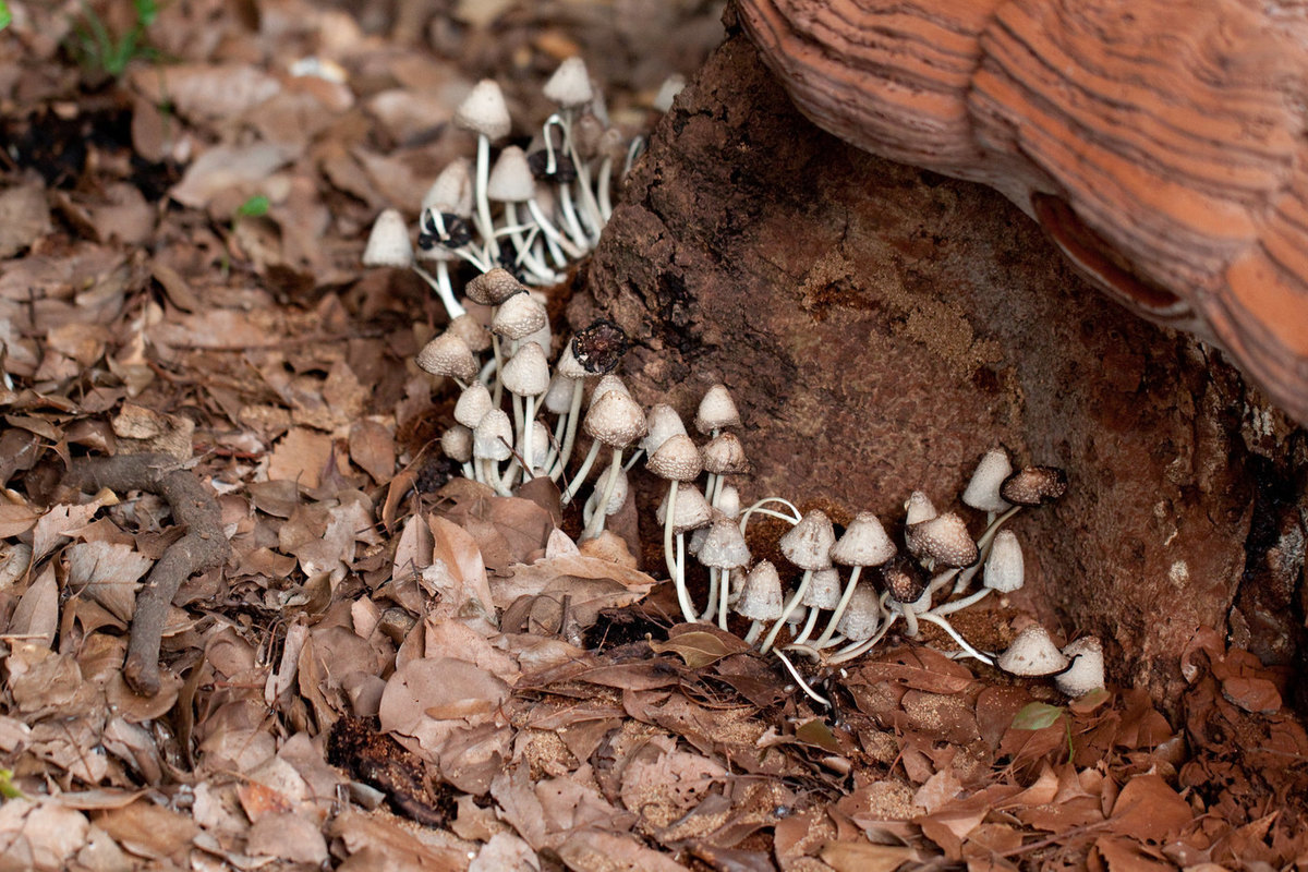 Mushrooms may be given special legal status