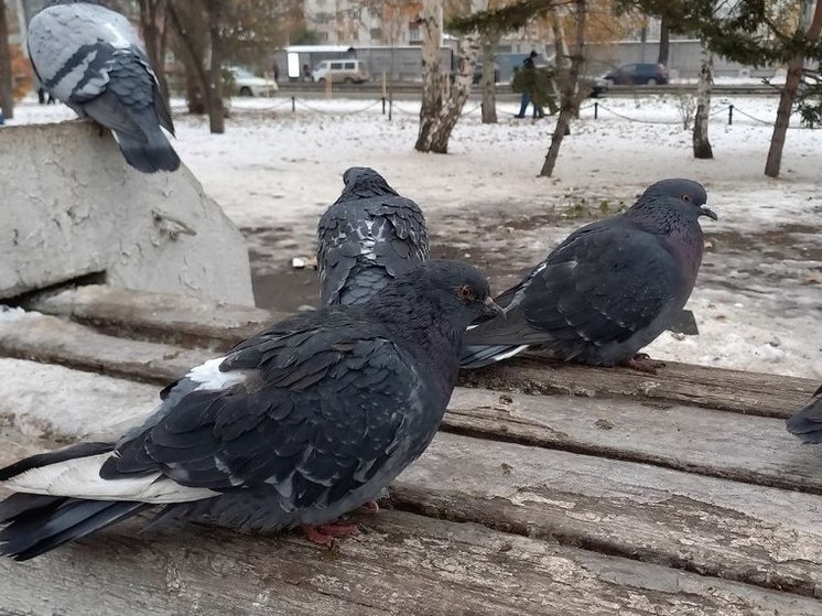 В Алтайском крае сохраняется холодная погода с ночными заморозками до -9 градусов