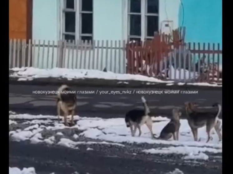 «Детей провожаем с дрынами»: бродячие собаки запугали целый посёлок в Кузбассе