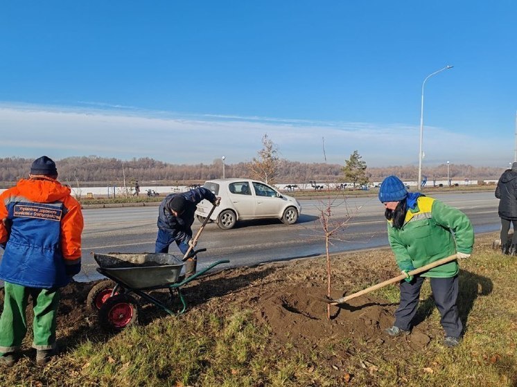  В Омске на Иртышской набережной высадили 112 яблонь