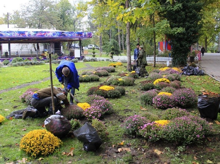 В парках Симферополя высадят около тысячи кустов хризантем