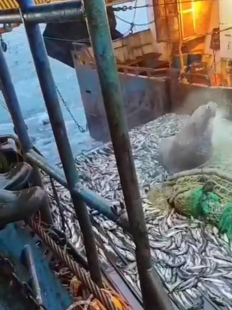 Семью огромных сивучей случайно поймали рыбаки Камчатки